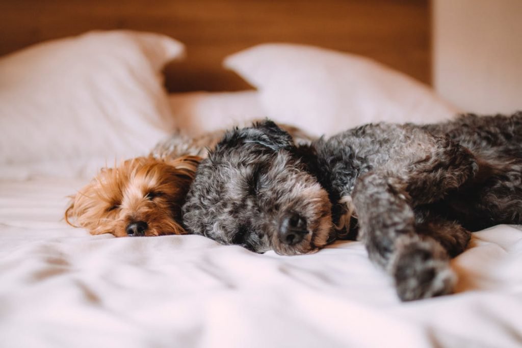 PUPPIES SLEEPING ON THE BED at Fairway Club Apartments, located in prestigious Canton, MI